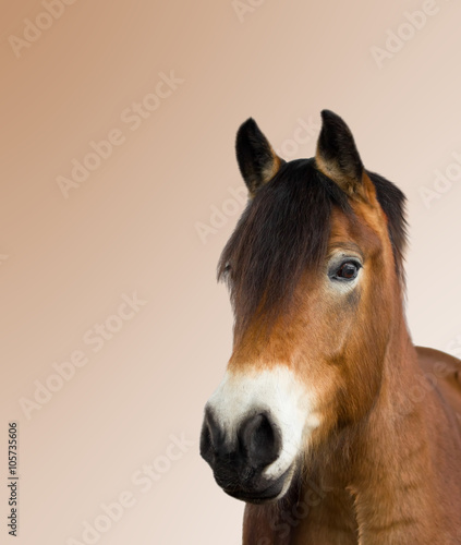 isolated portrait of a brown horse © helga1981