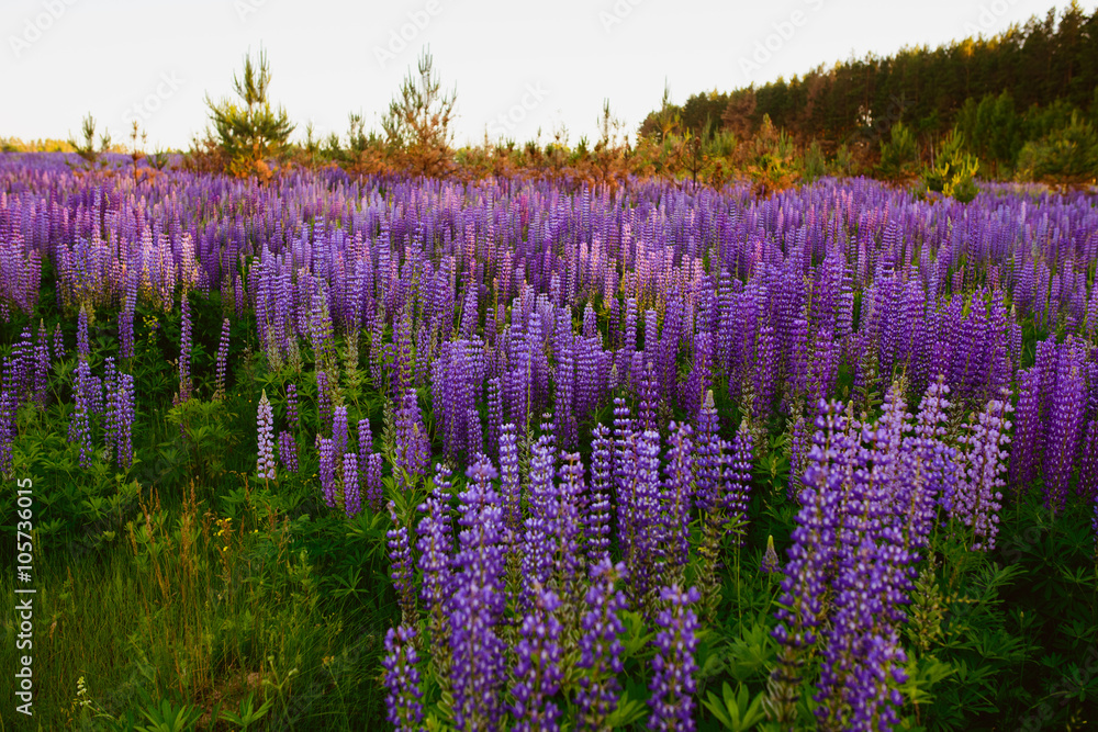 Fototapeta premium beautiful bright rich Field of lupin