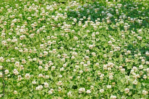 White clover Dutch clover  Trifolium repens  field with flowers.