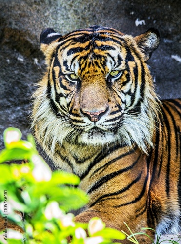 Fototapeta Naklejka Na Ścianę i Meble -  Sumatran tiger