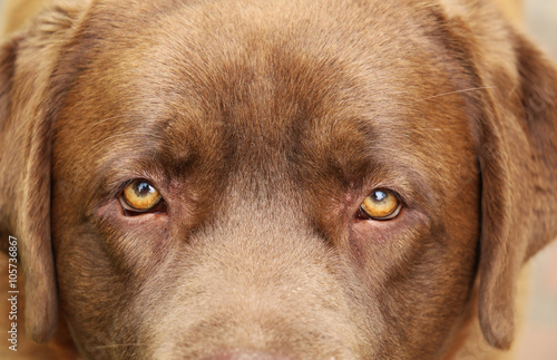 DOG, eyes expression photo