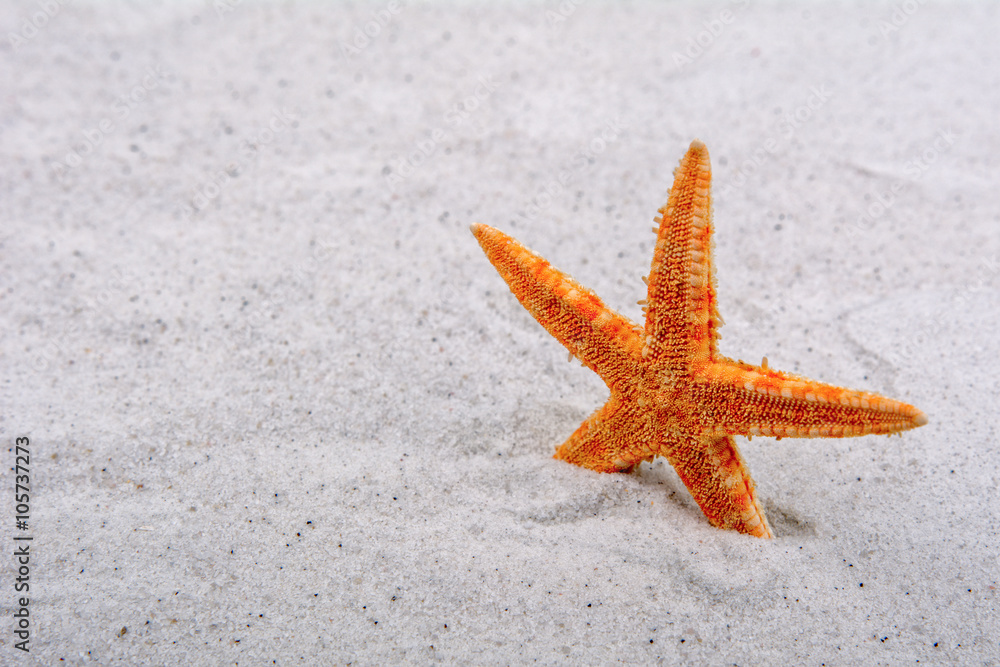 Orange starfish in a sand background Orange starfish in a sand background
