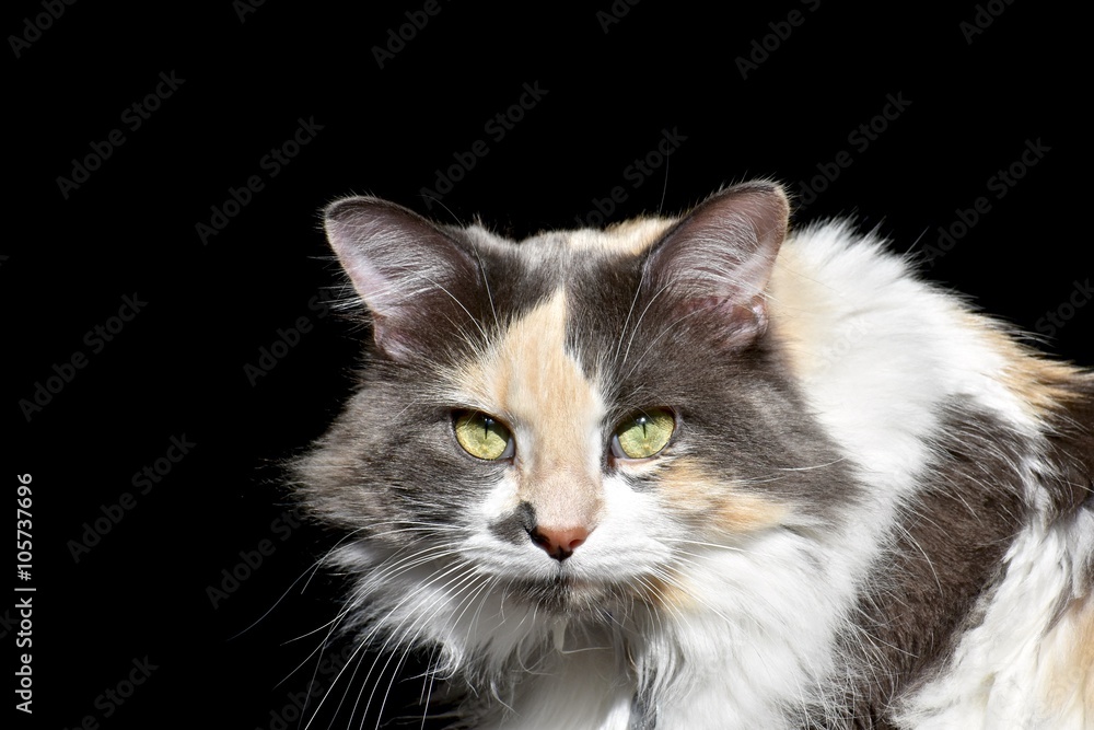 Calico cat portrait Calico cat portrait