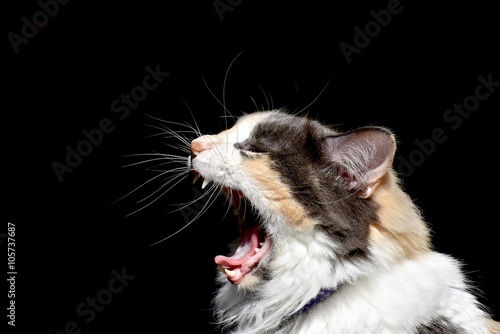 Obraz na płótnie Portret kota perkalu