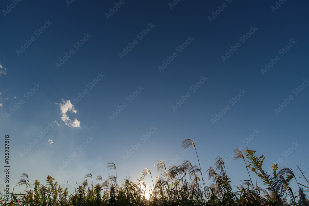 Obraz premium 夕暮れ時の風景