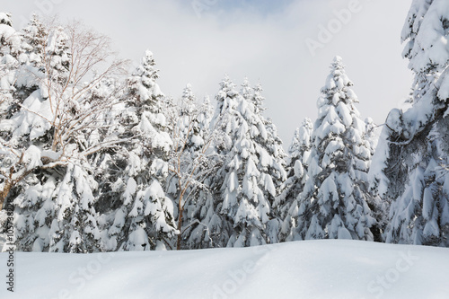 Beautiful winter landscape with snow covered trees, snowfall.