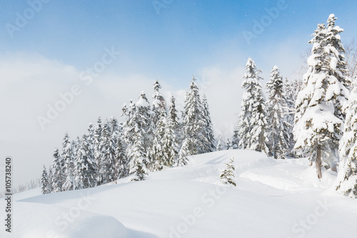 Beautiful winter landscape with snow covered trees, snowfall.