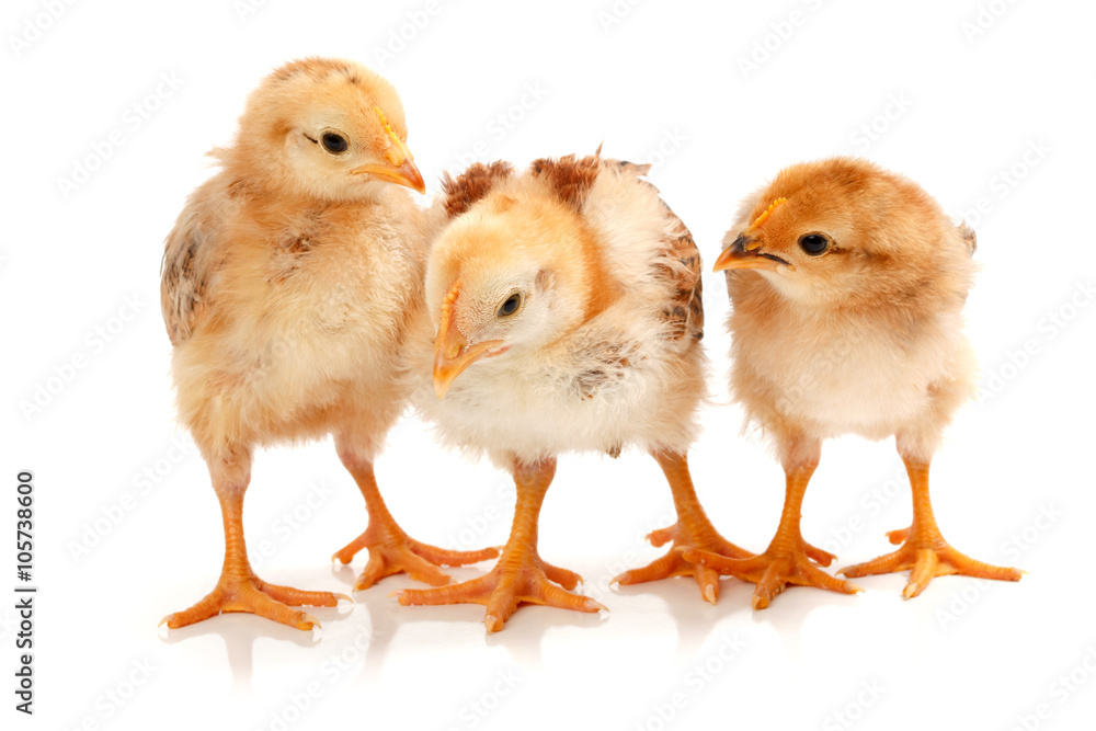 Fototapeta premium Three little chickens standing on white