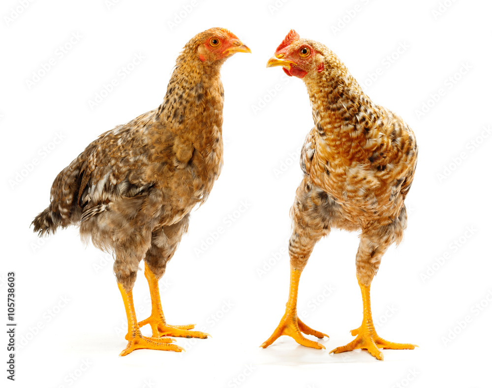 Fototapeta premium Pair of speckled pullets standing on white