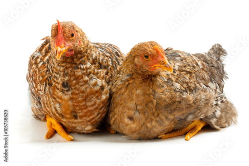 Pair of speckled pullets sitting on white