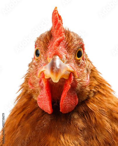 Tablou pe pânză Macro of brown chicken head