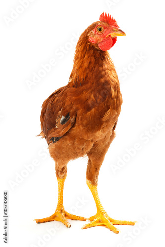 Mid-sized brown pullet standing on white