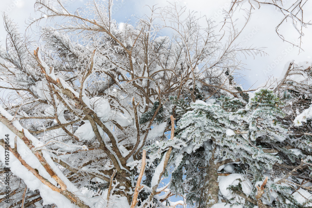 Beautiful winter landscape with snow covered trees, snowfall. Beautiful winter landscape with snow covered trees, snowfall.