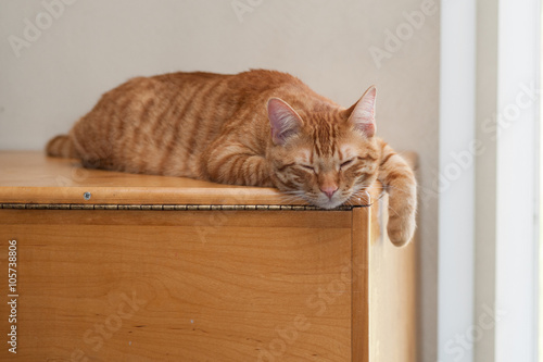 Striped Tabby cat on wood grain with eyes closed.  © motionshooter