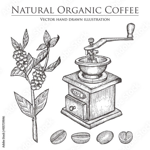 Coffee branch plant with leaf, berry, bean, fruit, seed, mill. Natural organic caffeine drink. Hand drawn vector illustration on white background.