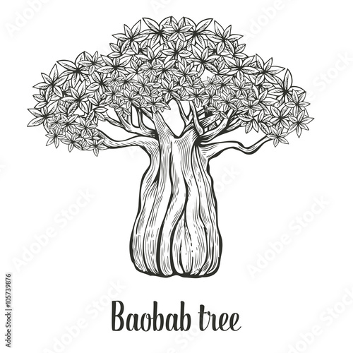 Slika na platnu Baobab tree, leaf engraving vintage Hand drawn sketch vector illustration