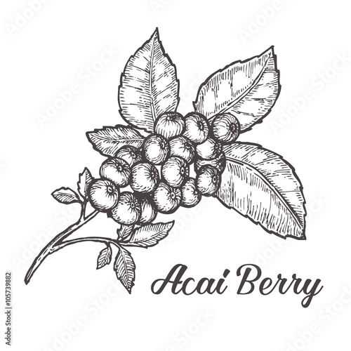 Acai berry. Organic super food ingredient. Vector hand drawing sketch illustration