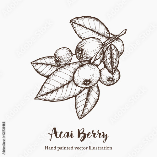 Acai berry. Organic super food ingredient. Vector hand drawing sketch illustration