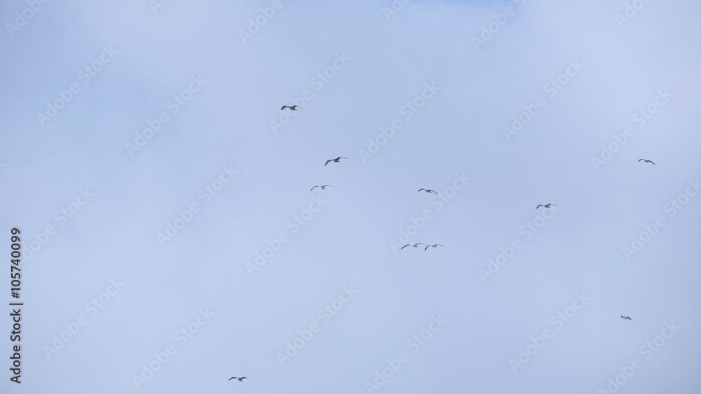 Seagulls Flying in Formation Above Seagulls Flying in Formation Above