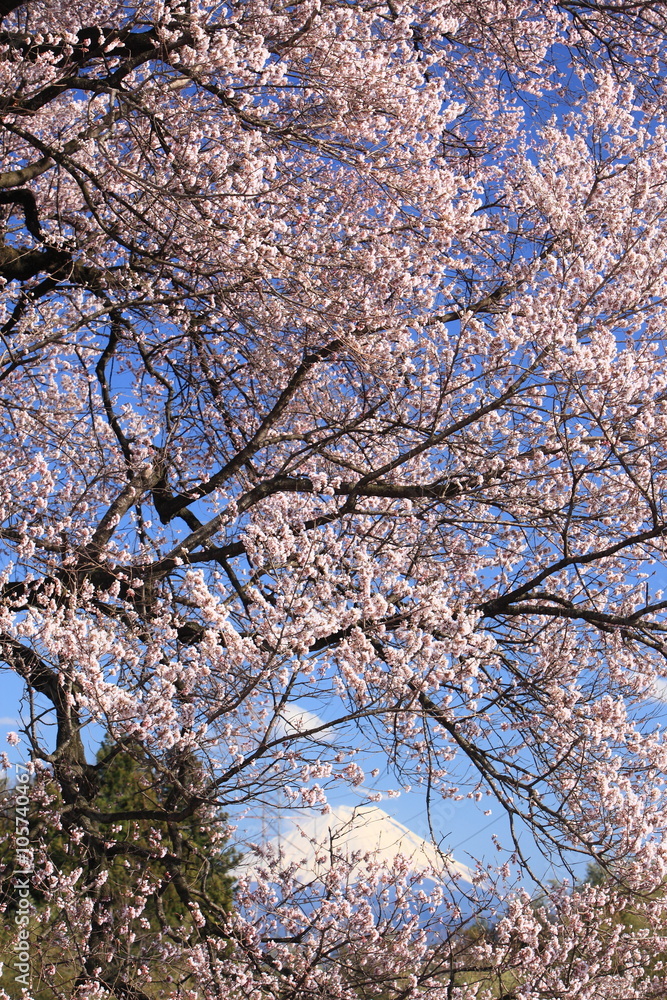 桜の中の富士 / 満開の桜の中に富士山を入れてみました