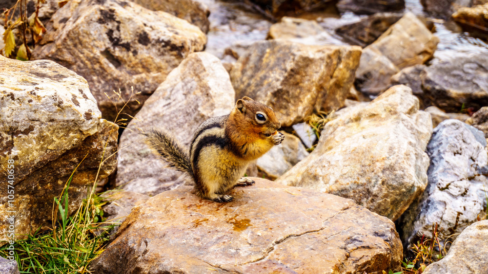 Chipmunk in the High Alpine in the Rocky Mountains at the Teahouse near the Plain of Six Glaciers at Lake Louise Chipmunk in the High Alpine in the Rocky Mountains at the Teahouse near the Plain of Six Glaciers at Lake Louise