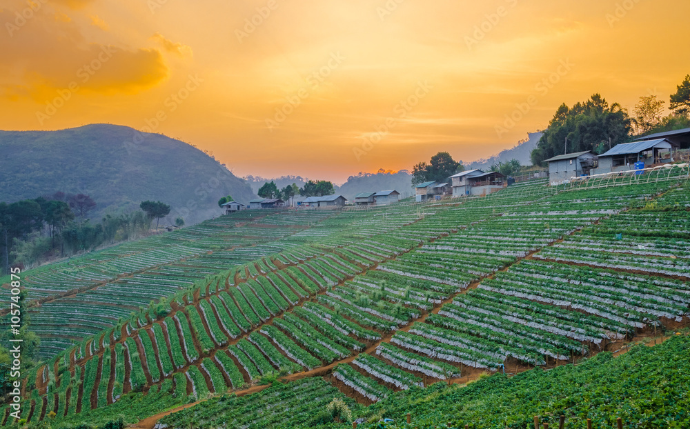 Strawberry farm with twilight time in Chiangmai, Thailand