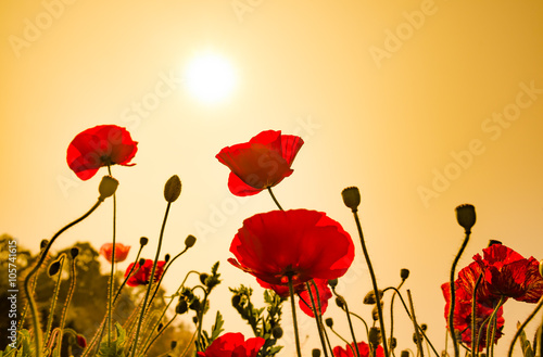 Selective focus of beautiful spring red flowers with sunlight.