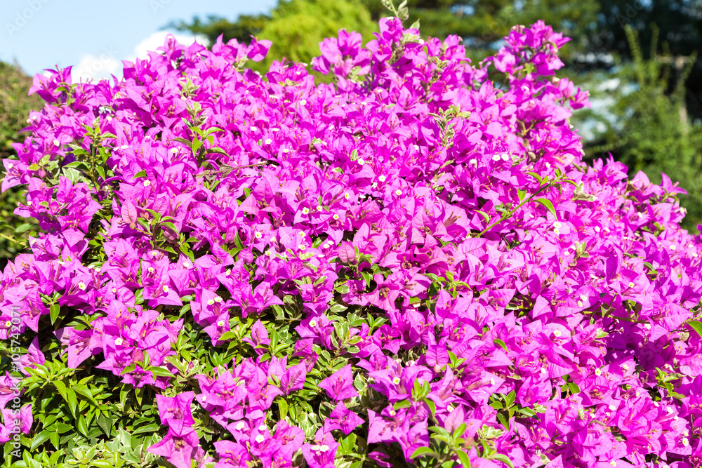 pink bougainvillea flowers and blue sky in summer