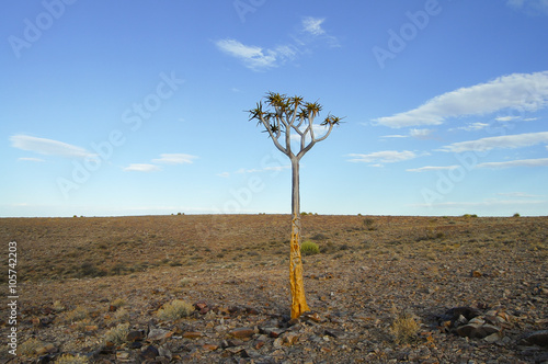 Quiver Tree - Namibia