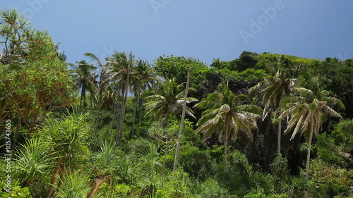 Wallpaper Mural Panning video of nature with tropical rainforest at Thai island Torontodigital.ca