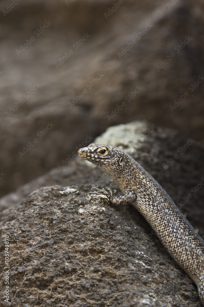 Reptile from Fernando de Noronha island, Brazil, standing on a stone Reptile from Fernando de Noronha island, Brazil, standing on a stone
