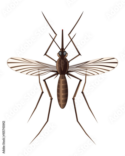 Realistic illustration of a mosquito. Insect. Realistic mosquito. Vector image of a mosquito isolated on white background