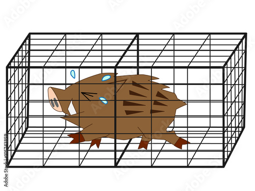 捕獲された猪