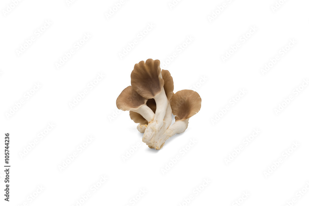 Fototapeta premium Oyster mushroom on white background