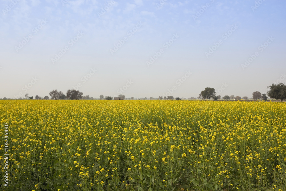 abohar mustard crops