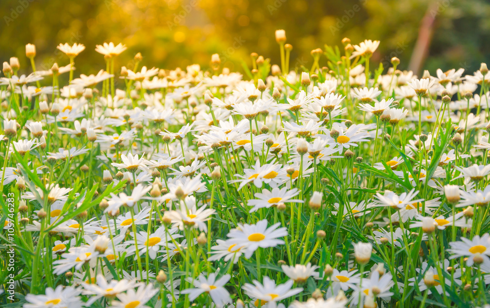 Selective focus field of daisy flowers - Use for background
