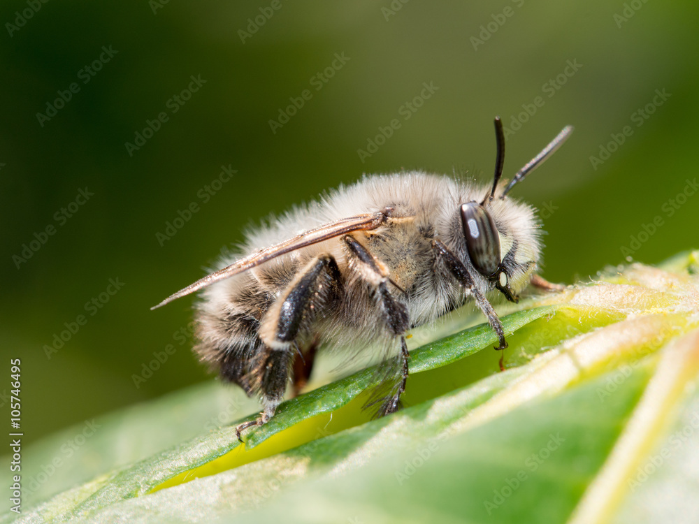 Bee apis mellifica Bee apis mellifica