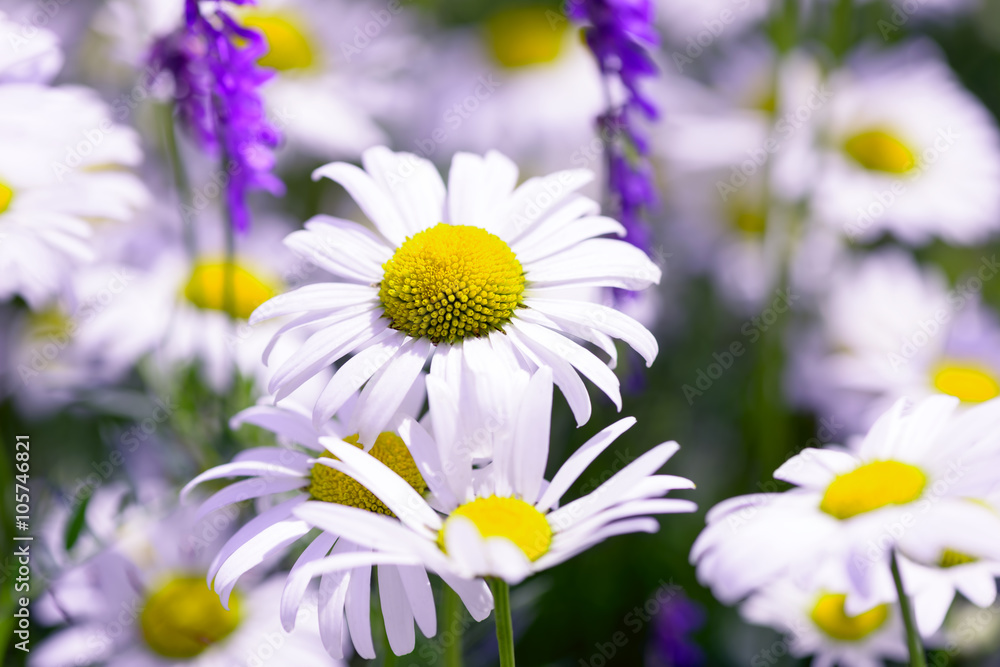 Obraz premium Wild chamomile flowers