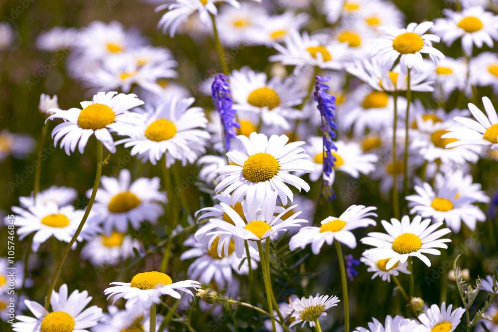 Fototapeta premium Wild chamomile flowers