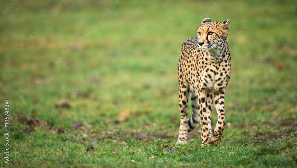 Fototapeta premium Cheetah (Acinonyx jubatus)