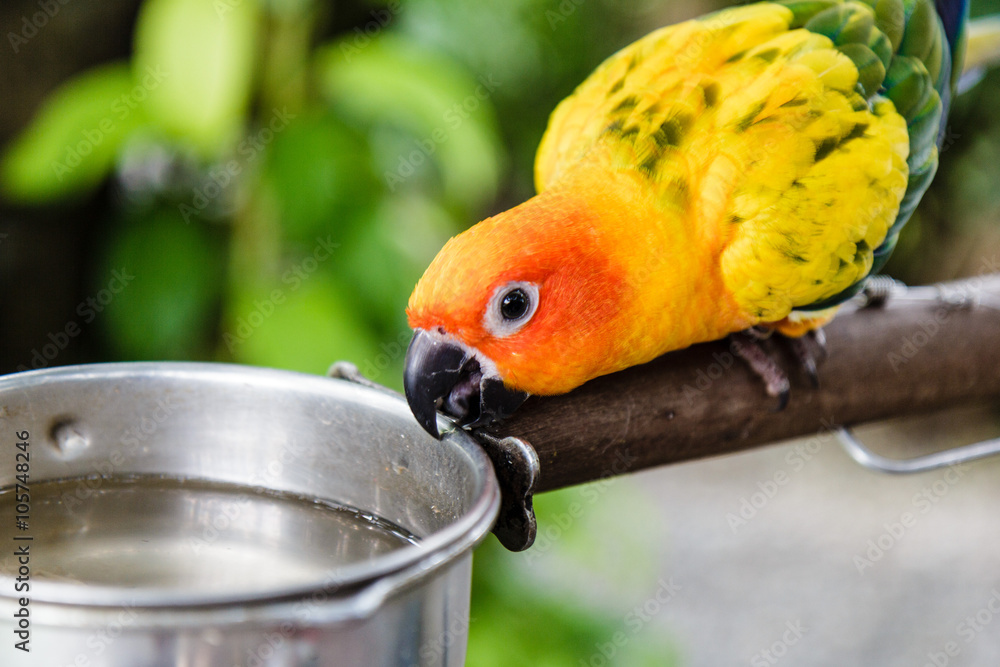 Fototapeta premium Yellow parrot drinkong water