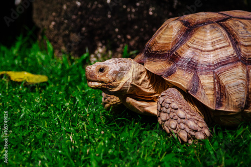Turtle on teh green meadow © nokhook