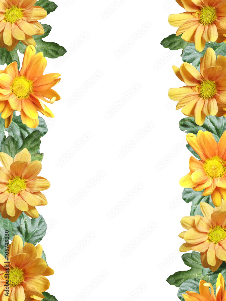 Obraz premium Yellow chrysanthemum 