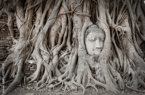 Root covers head of buddha statue
