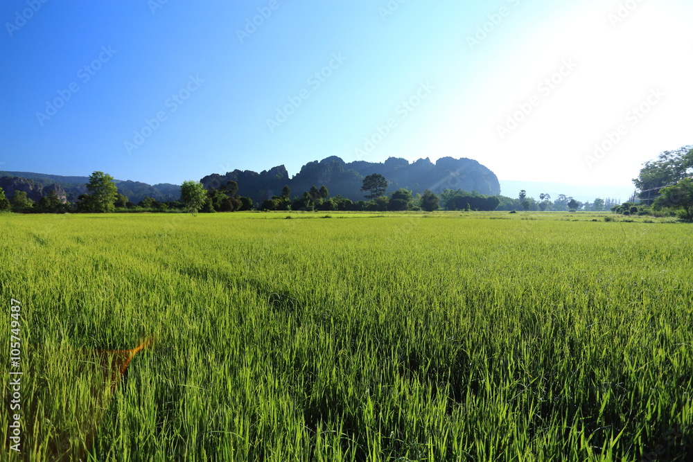 Rice and mountains