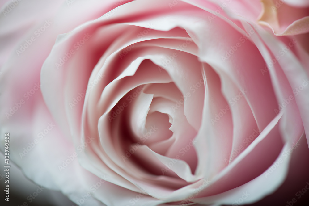 Close up image of pink rose petals Close up image of pink rose petals