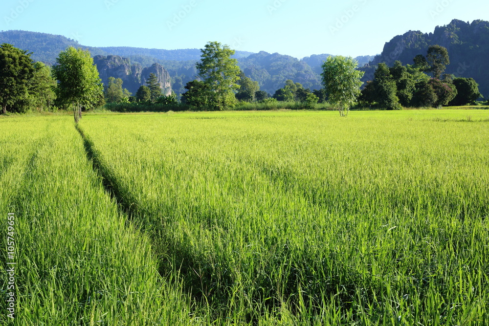 Fototapeta premium Rice and mountains