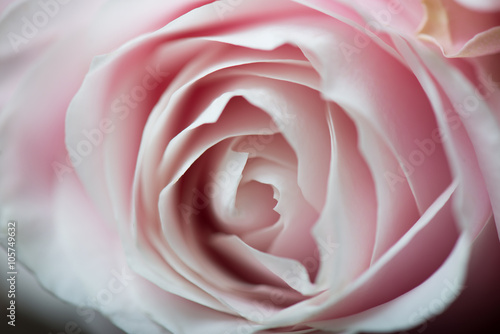 Close up image of pink rose petals