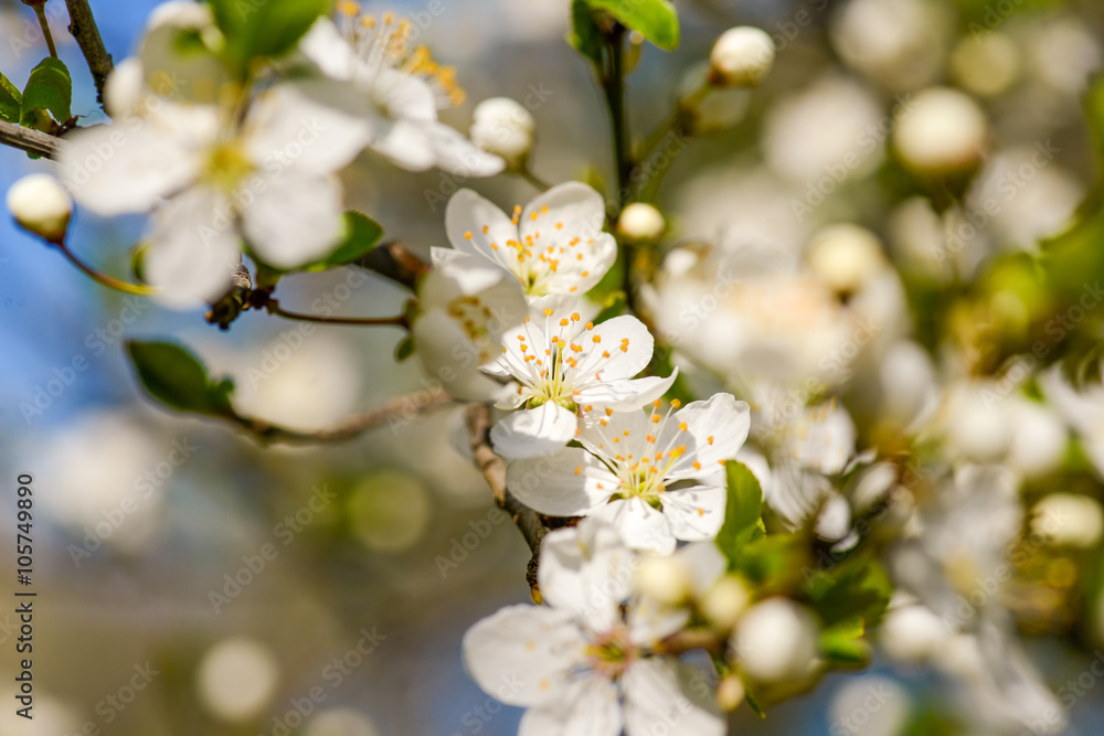 Blossom flower on a springtime in natural light Blossom flower on a springtime in natural light