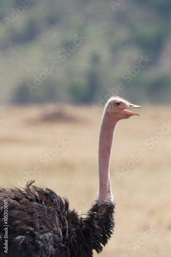 Portrait of an ostrich bird in the savanna
